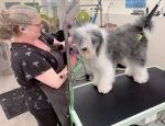 Pet Grooming san diego