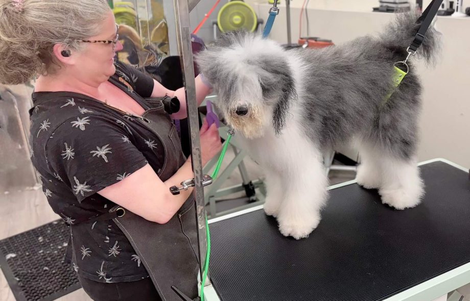 Pet Grooming san diego