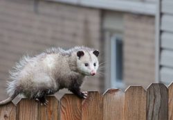 Possum Removal Melbourne