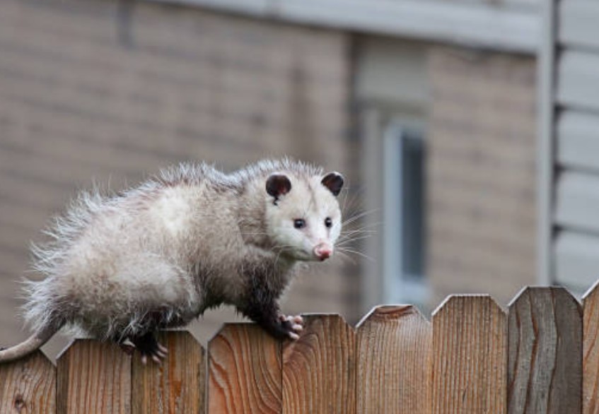 Possum Removal Melbourne