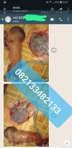 obat aborsi asli 082133482133