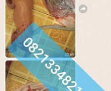 obat aborsi asli 082133482133