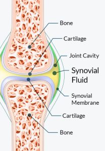 Joint cartilage 