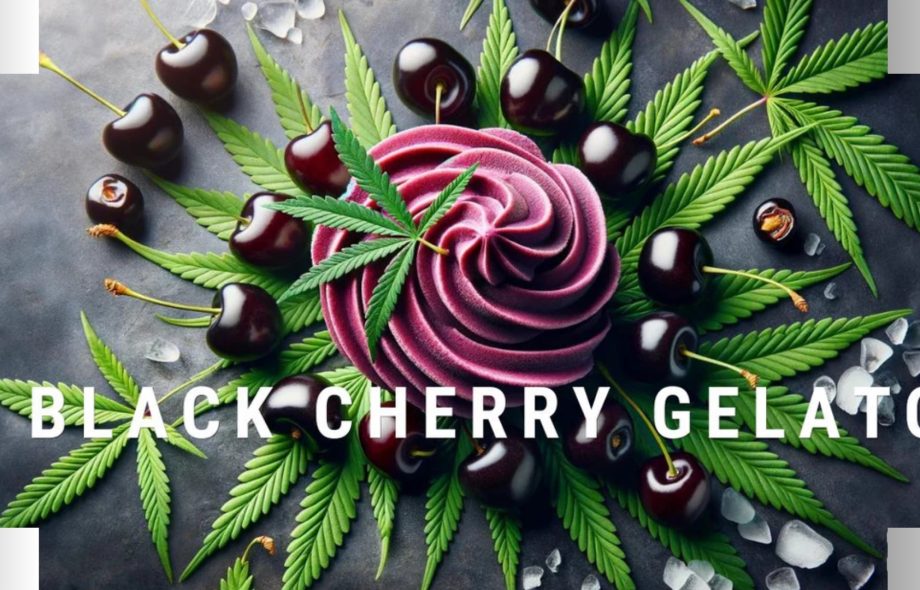 Black Cherry Gelato Strain