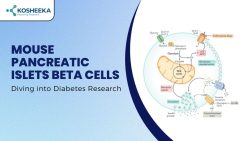 Mouse Pancreatic Islets Beta Cells