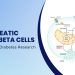 Mouse Pancreatic Islets Beta Cells
