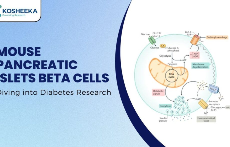 Mouse Pancreatic Islets Beta Cells